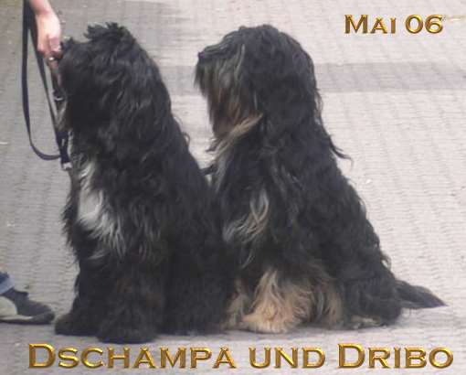 ../Images/dschampa030_und_dribo_mai_2006_c.jpg