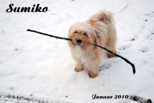 ../Images/sumiko-jan2010.jpg