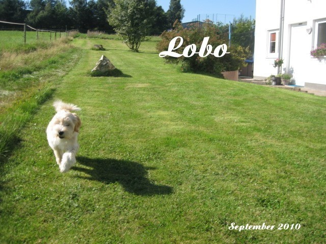 ../Images/Lobo-september-2010-016.jpg