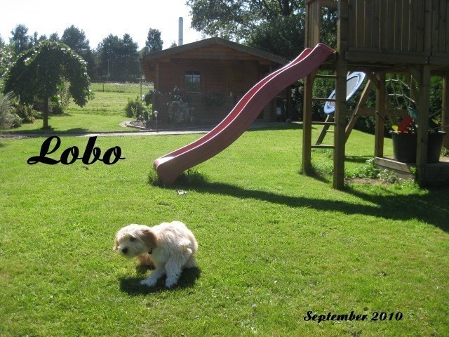 ../Images/Lobo-september-2010-07.jpg